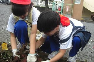 さつまいもを収穫しています
