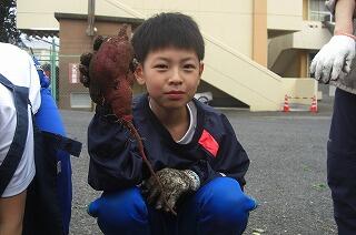 ３年生もさつまいもを収穫できました