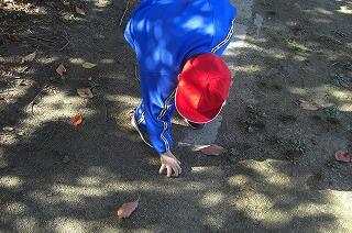 落ち葉を拾っています