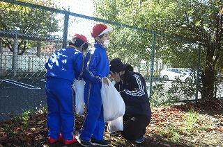 落ち葉を拾っています