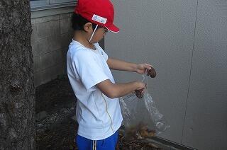 松ぼっくりを拾いました