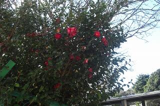 椿の花が咲いています。