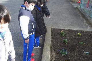 パンジーの花が咲き始めています。