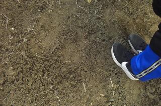 霜柱がわずかに残っています。