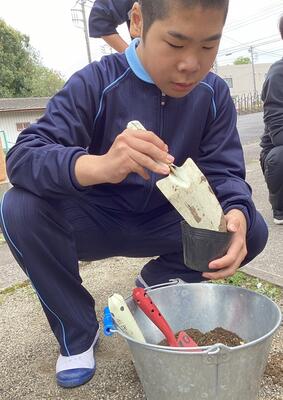育苗ポットに土を入れている様子