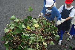 芋つるをまとめています